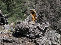 iammaro Lupo10042012 043